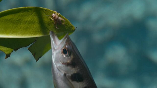 Archerfish hunting creatures out of the water
