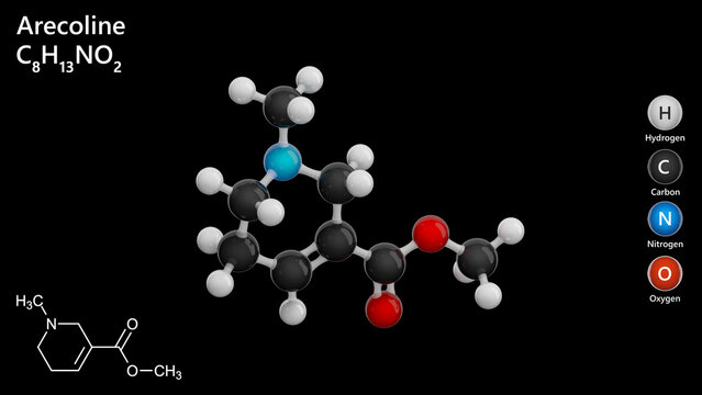 Molecule of Arecoline (C8H13NO2) is a mild stimulant alkaloid. It appears as an oily liquid and acts as a parasympathomimetic agent, enhancing alertness. Black background. 3d illustration