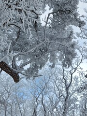 Winter in Sobaeksan National Park in South Korea.  The trees are buried in snow. Winter Mountain...