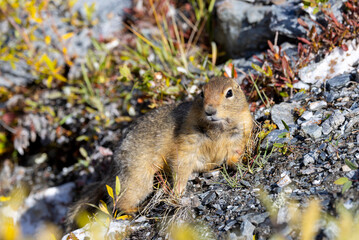 Arctic Ground Squirrel in Denali National Park Alaska in Autumn