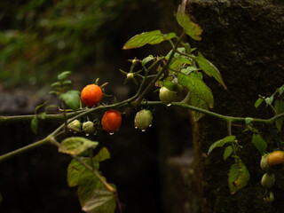 Young cherry Tomato plant with green tomatoes on the vine in the rain 