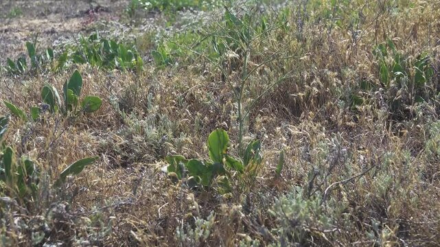 Limonium Gmelini salt-tolerant plant, obligate halophyte. Vegetation on Lake Sivash marshes highly saline soils