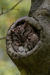 Obraz premium Cuddly Screech Owl