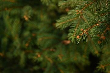 green branches of a Christmas tree close-up, short needles of a coniferous tree close-up on a green background, texture of needles of a Christmas tree close-up, blue pine branches