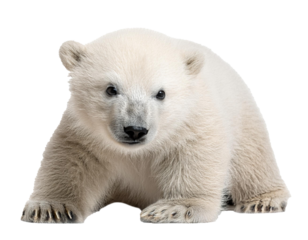 baby polar bear isolated on white background, cutout