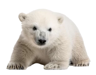 Fototapete Rund baby polar bear isolated on white background, cutout © oxie99