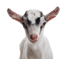 Fototapeta premium Goatling isolated on white background, cutout 