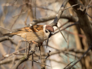 sparrow on a bare tree in winter