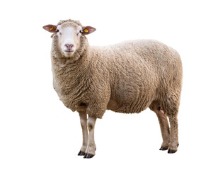 Sheep standing isolated on white background, cutout