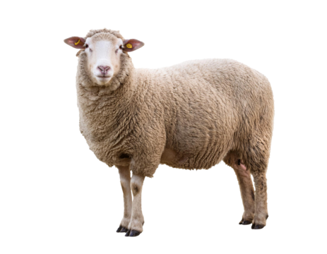 Sheep standing isolated on white background, cutout