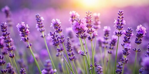 Naklejka premium Delicate purple lavender blooms sway gently in a soft, serene field, exuding calming elegance and tranquility, perfect