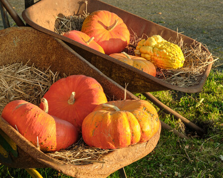 colorful variety of pumpkins and gourds
