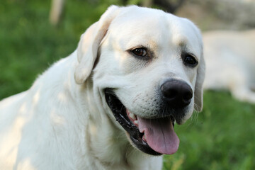 yellow labrador retriever in summer close up