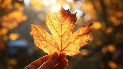 Fototapeta premium A hand holding a vibrant autumn leaf with sunlight filtering through. autumn wallpaper