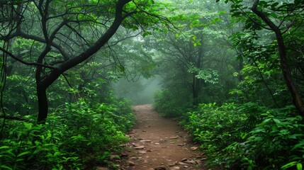 Obraz premium Mystical Forest Path in a Foggy Day