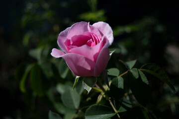 pink rose