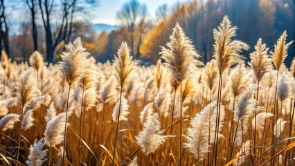 Fototapeta premium Aesthetic landscape of Pampas grass with dry leaves and fluffy blossoms