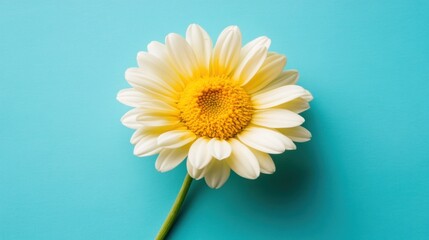 Naklejka premium A single daisy flower with white petals and a bright yellow center rests on a turquoise background, highlighting its natural beauty and simplicity in a calm and cheerful setting