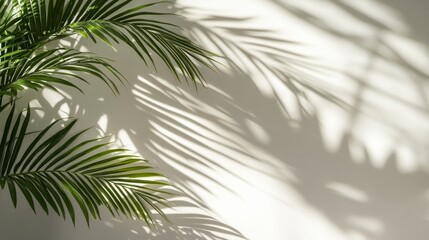 Obraz premium Palm Leaf Shadow Cast on a White Wall