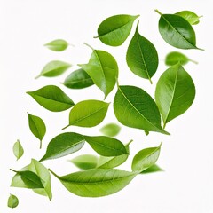 Flying Green Leaves Isolated on White Background