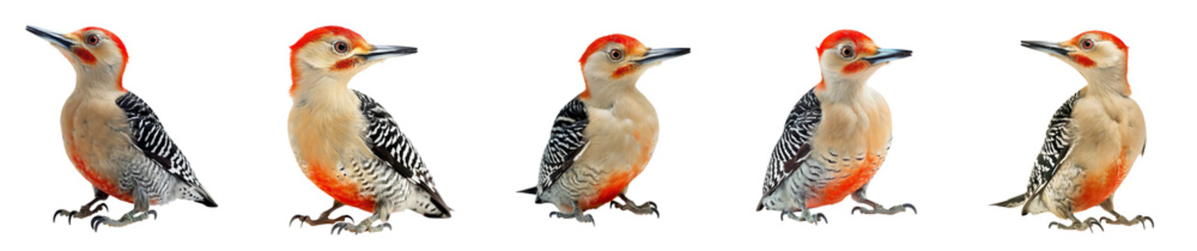 Close-up of red-bellied woodpecker bird in studio light, isolated on transparent background, generative AI