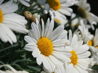 Obraz premium Gänseblümchen Details