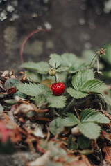 wild strawberry in the forest