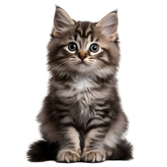 fluffy kitten, transparent background