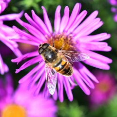 Feeding Dronefly on a purple Aster flower