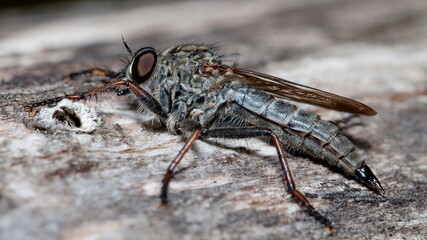 macro of a fly