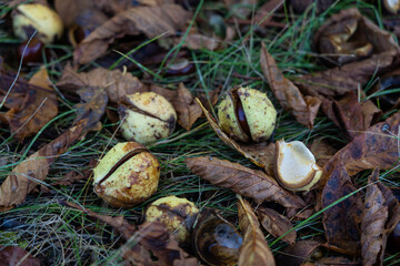 Chestnuts in the grass. Chestnut in October. Dry chestnuts
