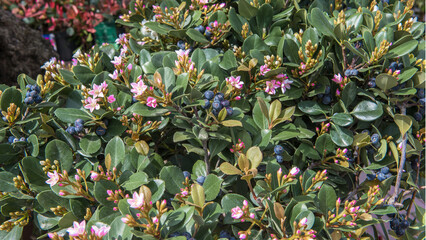 Rhaphiolepis, evergreen shrubs and small trees