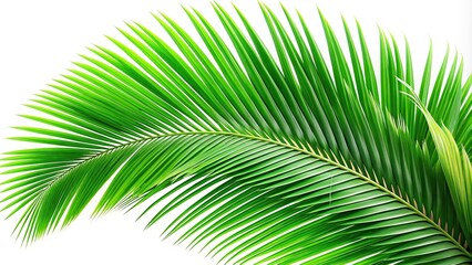 Fototapeta premium Asymmetrical coconut leaves isolated on white background
