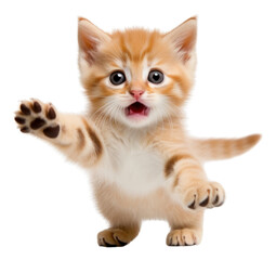 Obraz premium PNG Playful little kitten mammal animal pet.