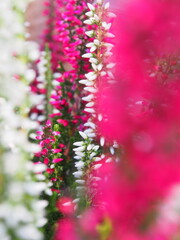 Herbstgewächs Heidekraut farbenfroh
