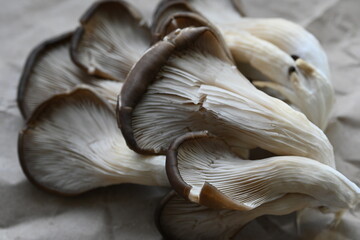 grey oyster mushrooms close-up, close-up texture of mushroom plates, mushrooms grown in artificial conditions, cultivated home oyster mushrooms close-up 