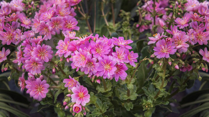 Lewisia cotyledon, Siskiyou lewisia and cliff maids, an evergreen perennial. Ornamental plants for garden, park