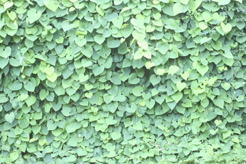 Background of green ivy branches.
