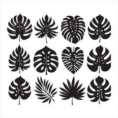 Monstera Leaf silhouette on white background

