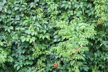 Background of green ivy branches.