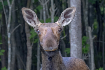 Moose with Silly Face