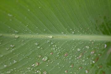green leaf texture with veins close up as a background, canna leaf light green background, garden plant, after the rain, dew drops, water on a leaf close-up, vertical stripes of the canna leaf	