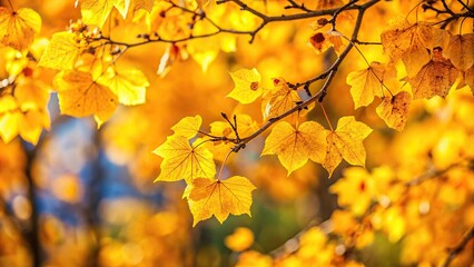 Autumn foliage in the US