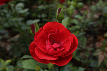 red rose in garden
