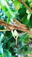 Delicate yet daring, this little grasshopper reminds us to embrace the beauty in the small things in nature..