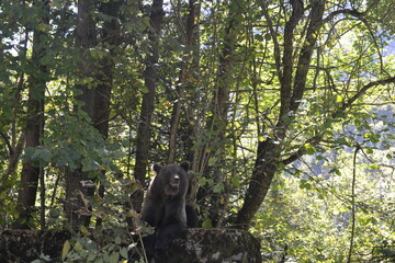 A brown bear emerges from a dense forest in Romania, peering intently from behind the trees in search of food.