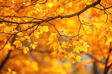 Autumn warm background with yellow leaves on tree branches, tilted angle