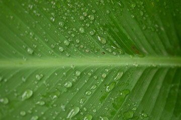 green leaf texture with veins close up as a background, canna leaf light green background, garden plant, after the rain, dew drops, water on a leaf close-up, vertical stripes of the canna leaf	