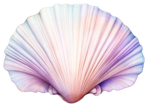 PNG Sea shell clam white background invertebrate.