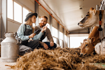 Livestock farm worker feeds hay and veterinarian use tablet computer for online examination cow in...